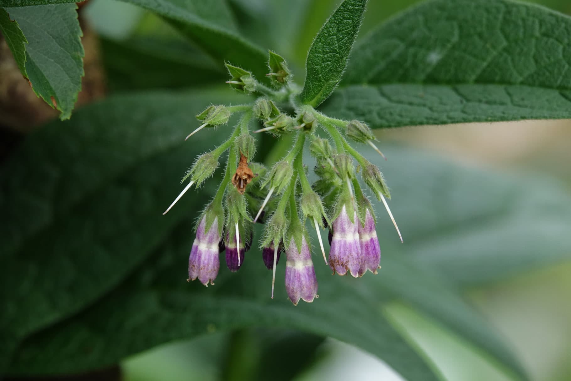 BEINWELLBALSAM Vorschaubild 2
