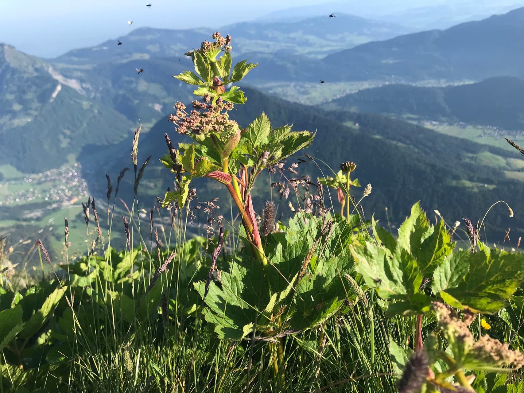 BRUSTBALSAM Vorschaubild 2