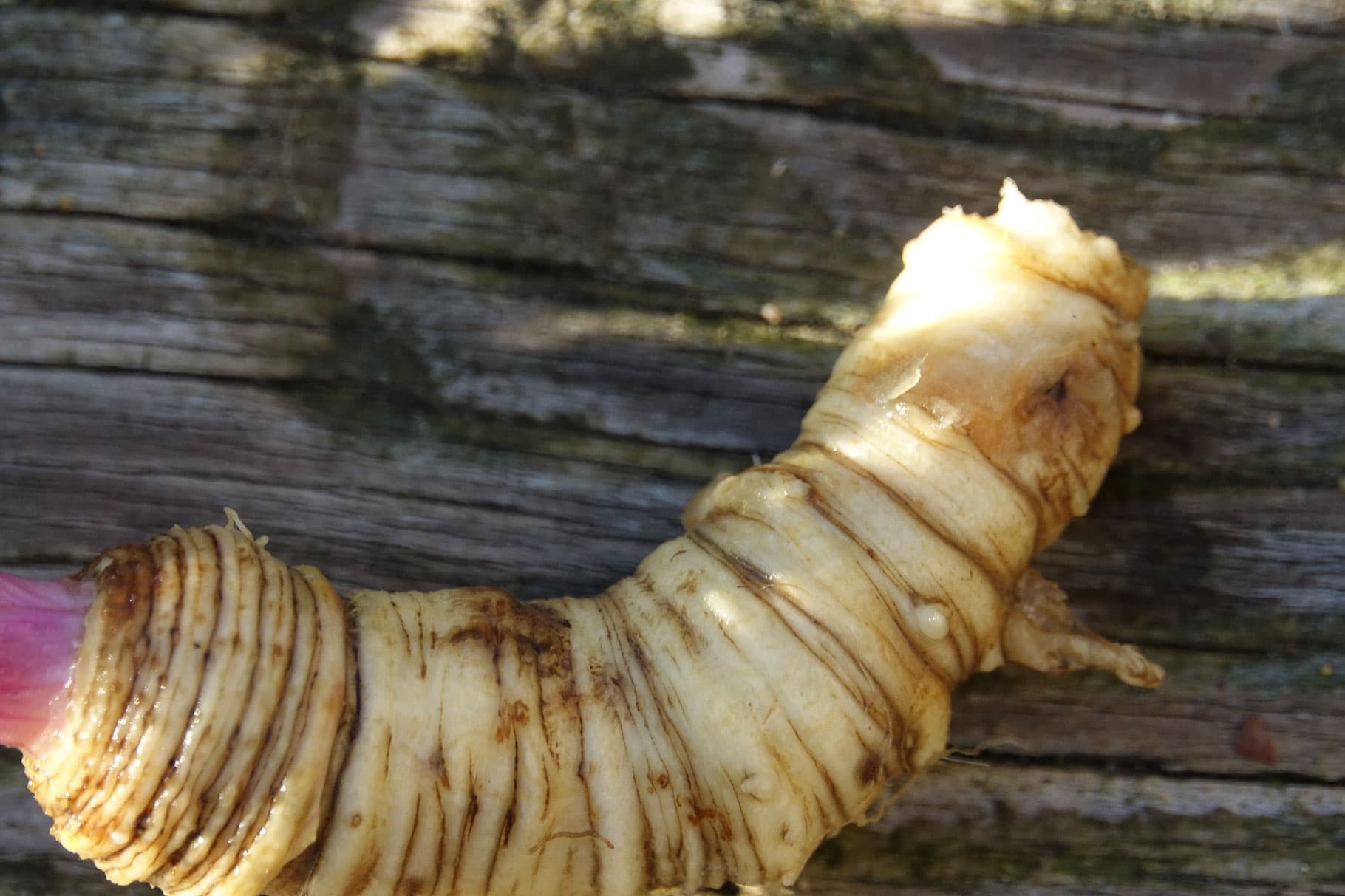 GELENKSBALSAM Vorschaubild 2