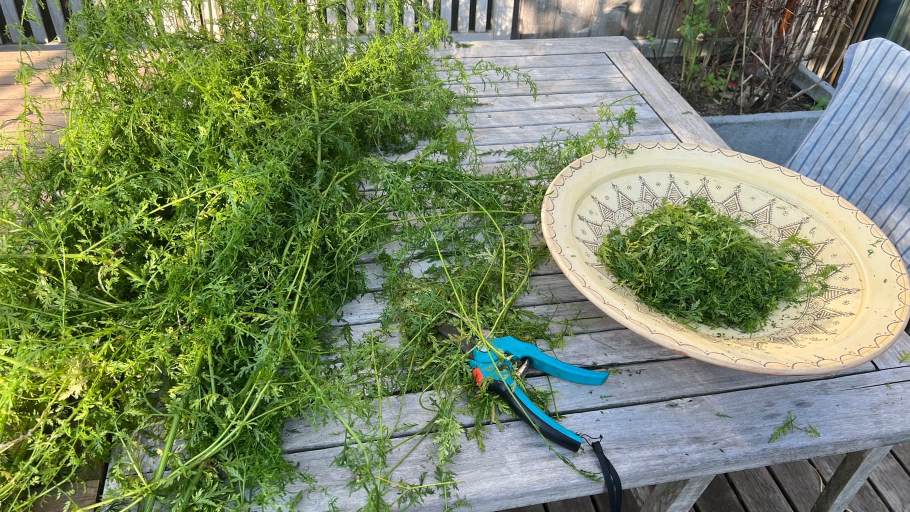 Kräutertee Artemisia Annua Vorschaubild 2