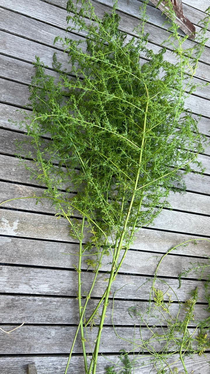 Kräutertee Artemisia Annua Vorschaubild 3