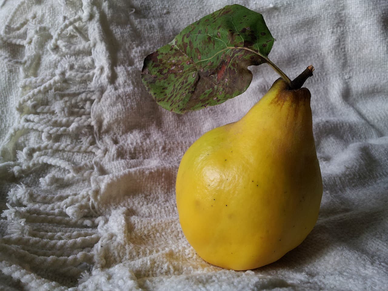 QUITTENCREME Vorschaubild 2