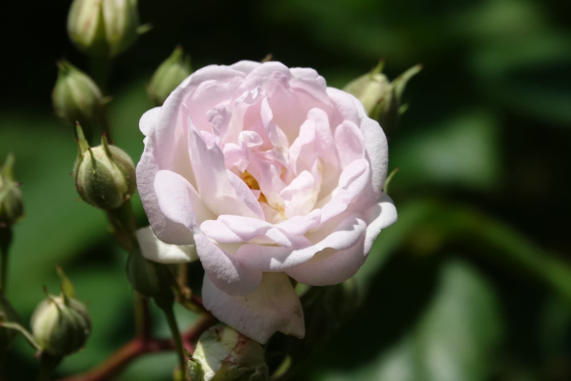 ROSENCREME Vorschaubild 3