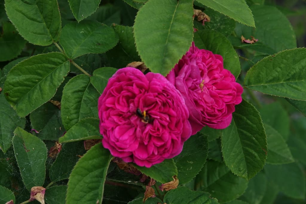 ROSENCREME Vorschaubild 4