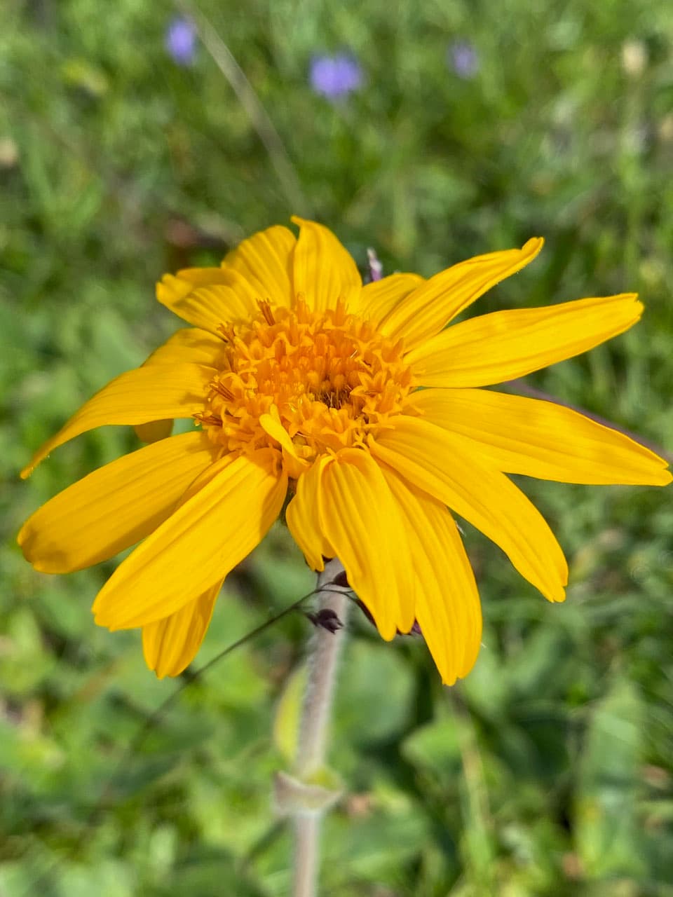 RÜCKENBALSAM Vorschaubild 2