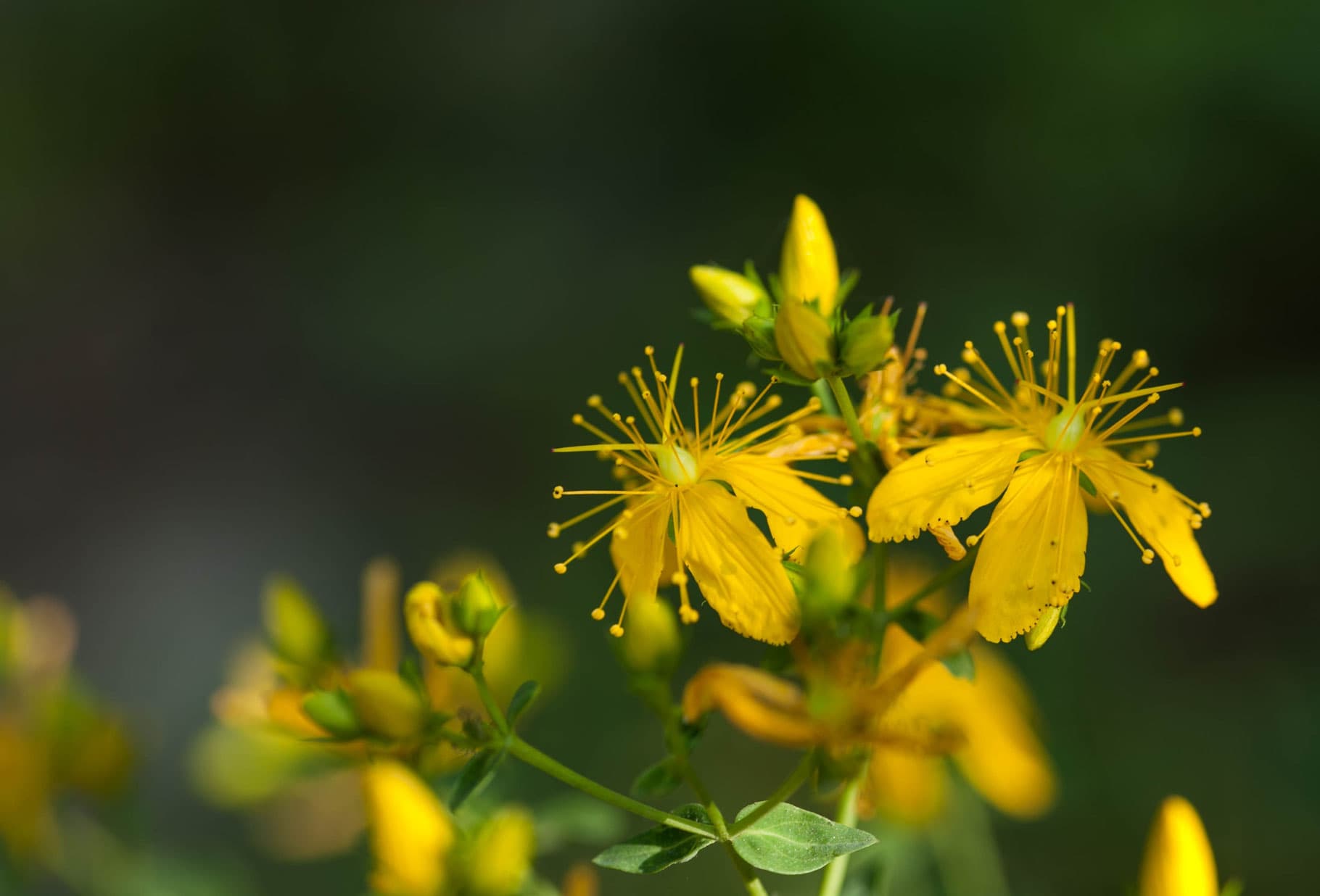 RÜCKENBALSAM Vorschaubild 3