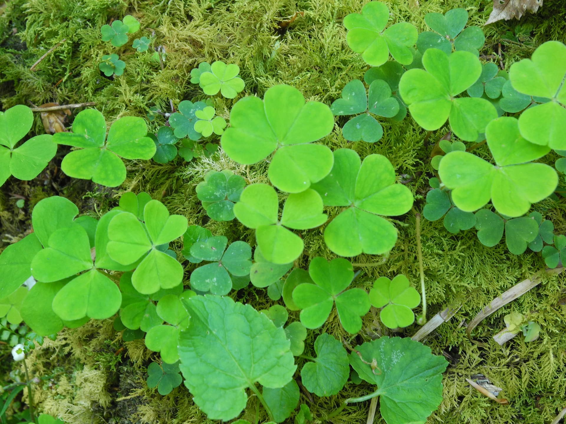 Schatzsuche in der Wildnatur