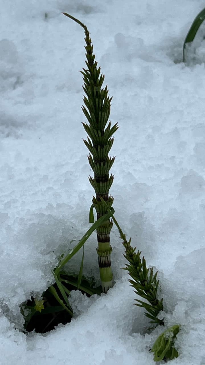 Urtinktur Ackerschachtelhalm Vorschaubild 2