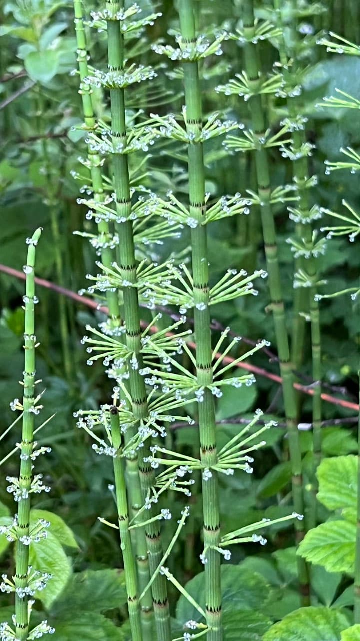 Urtinktur Ackerschachtelhalm Vorschaubild 4