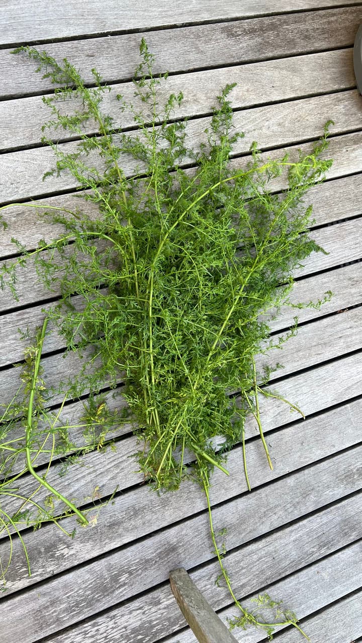 Urtinktur Artemisia Annua Vorschaubild 3