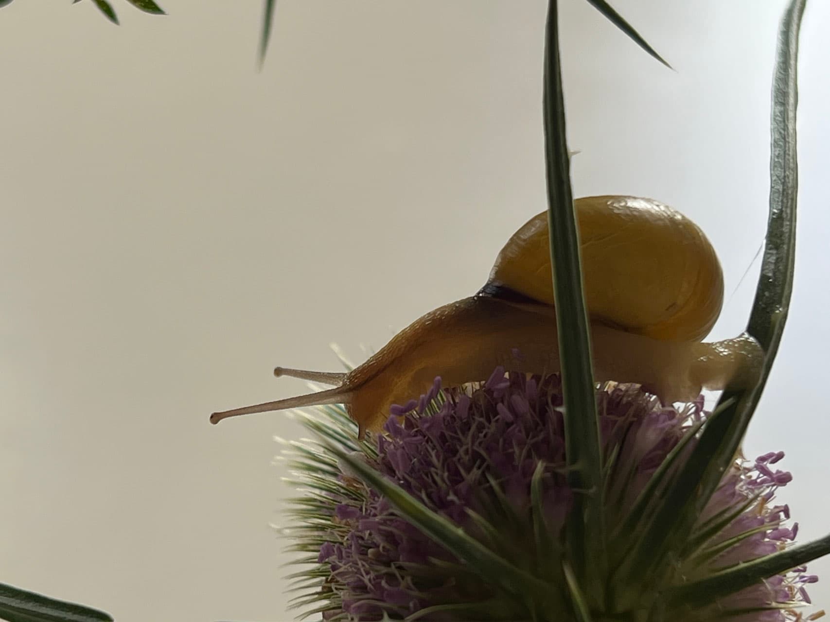 Urtinktur Wilde Karde Vorschaubild 3