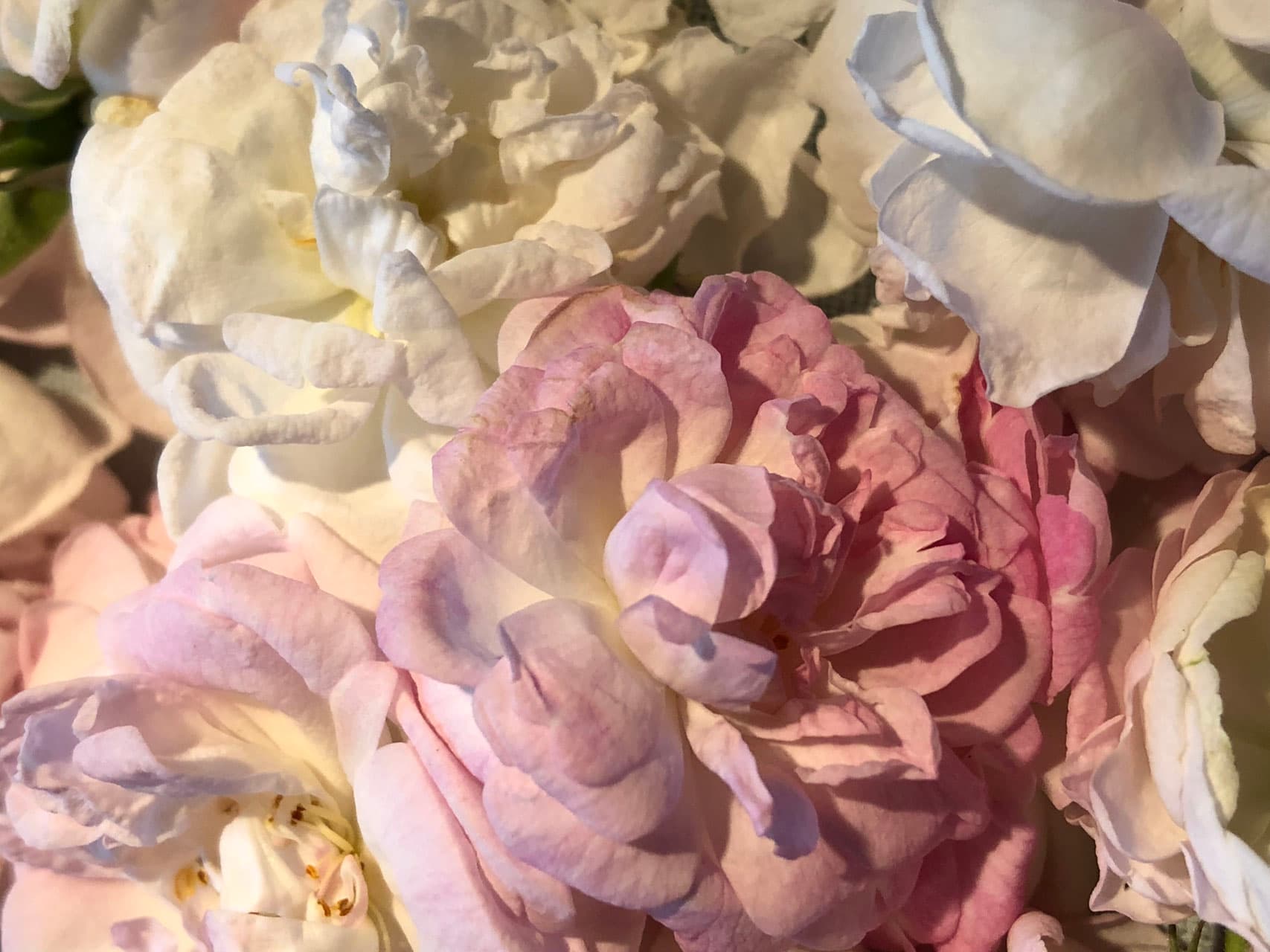 VEILCHEN ROSEN BALSAM Vorschaubild 2
