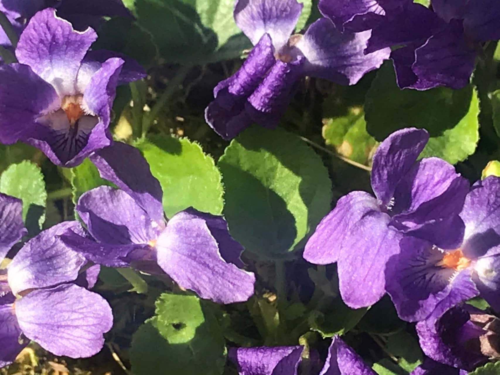 VEILCHEN ROSEN BALSAM Vorschaubild 3