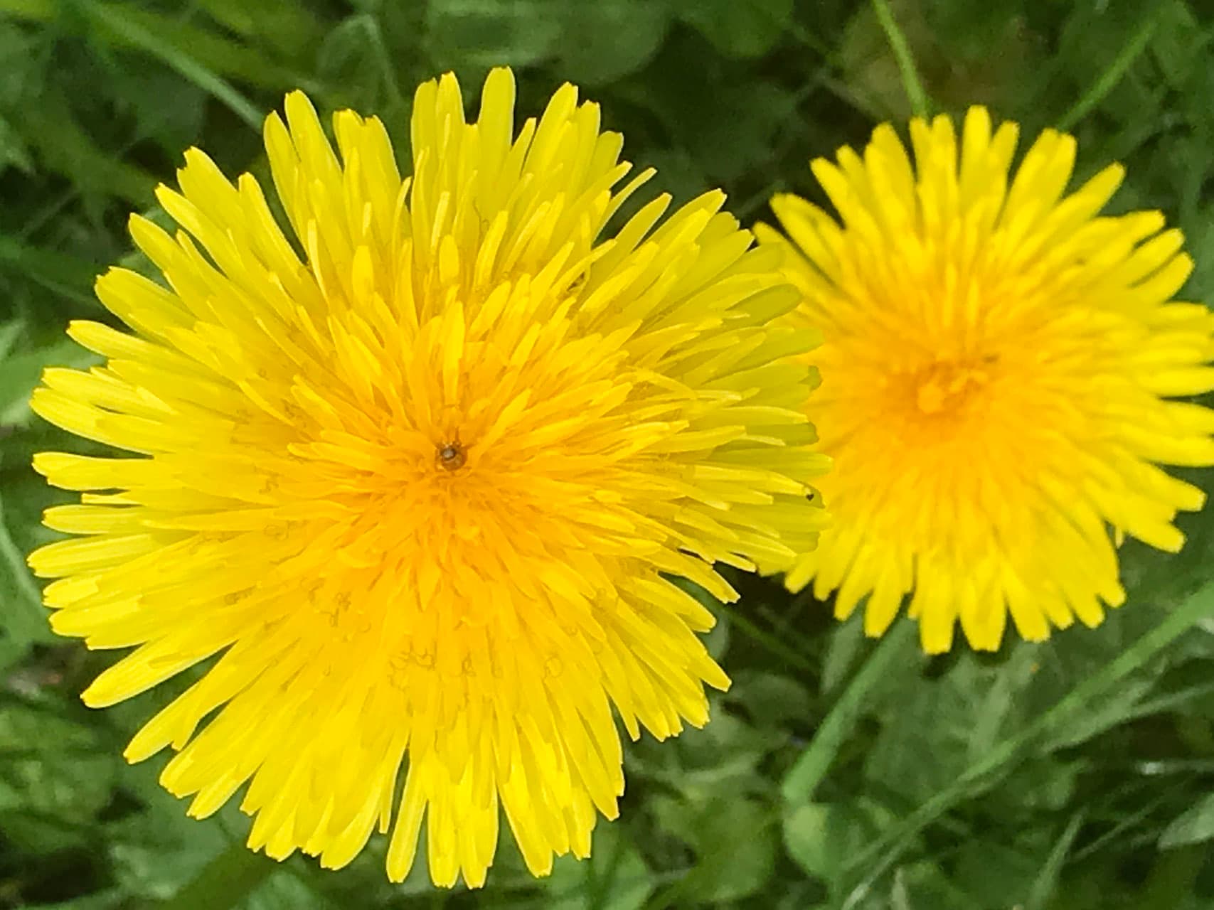 VENENBALSAM Vorschaubild 3