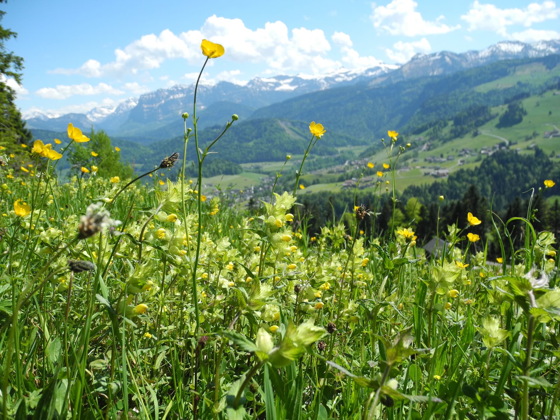 Kräuterwanderungen Headerbild