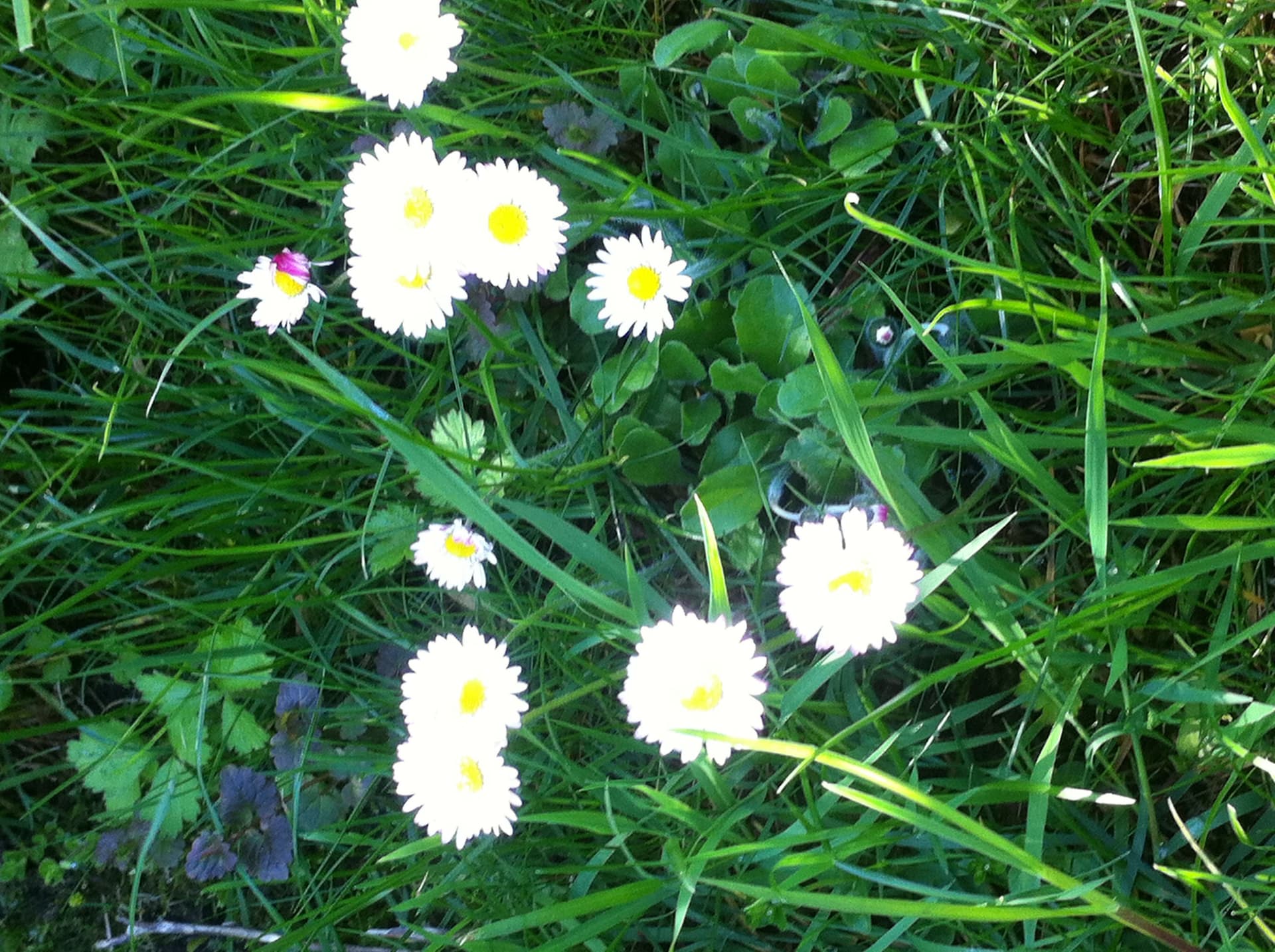 Die Urkräuter in unserem Garten Headerbild
