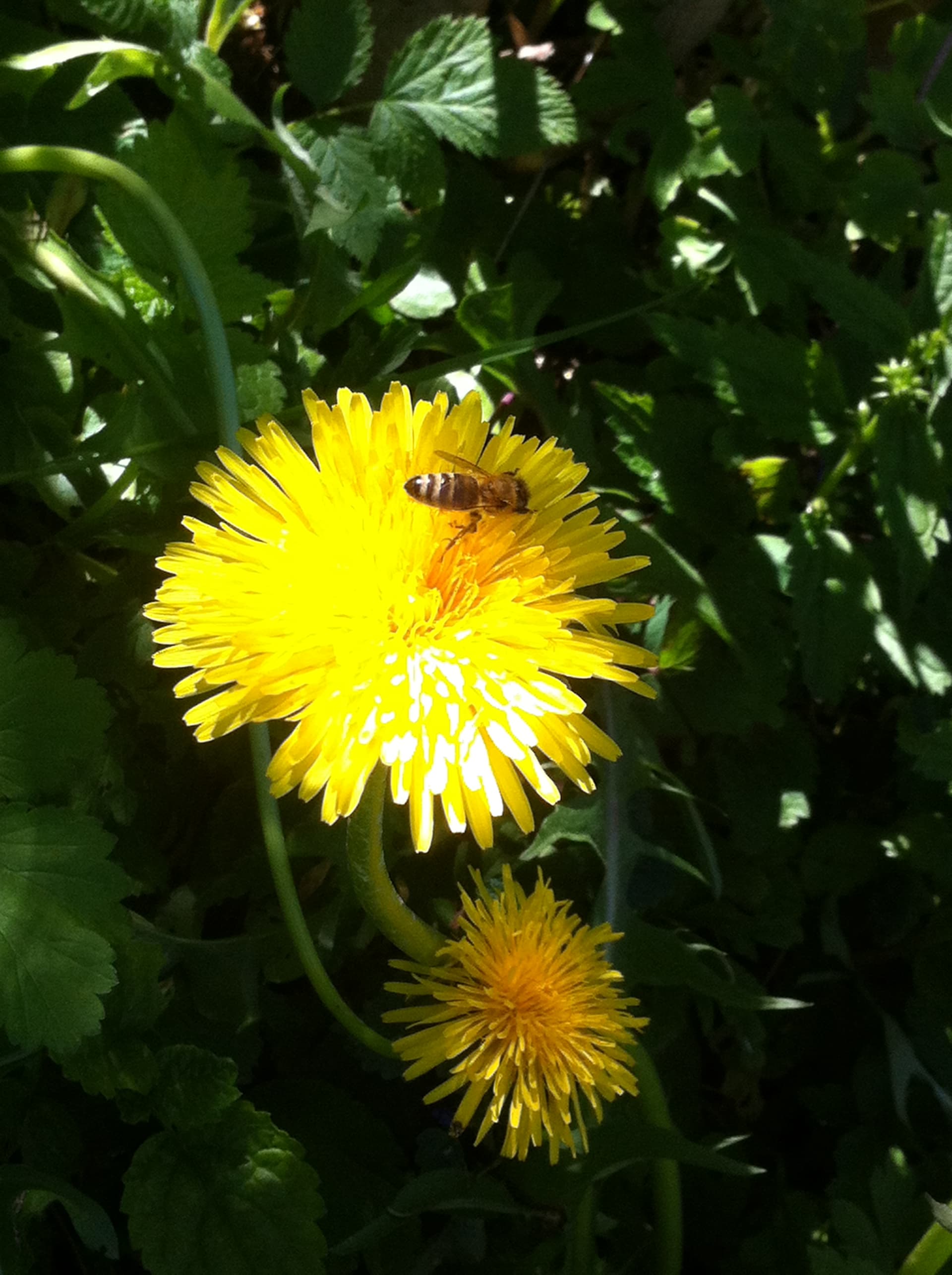 Die Urkräuter in unserem Garten