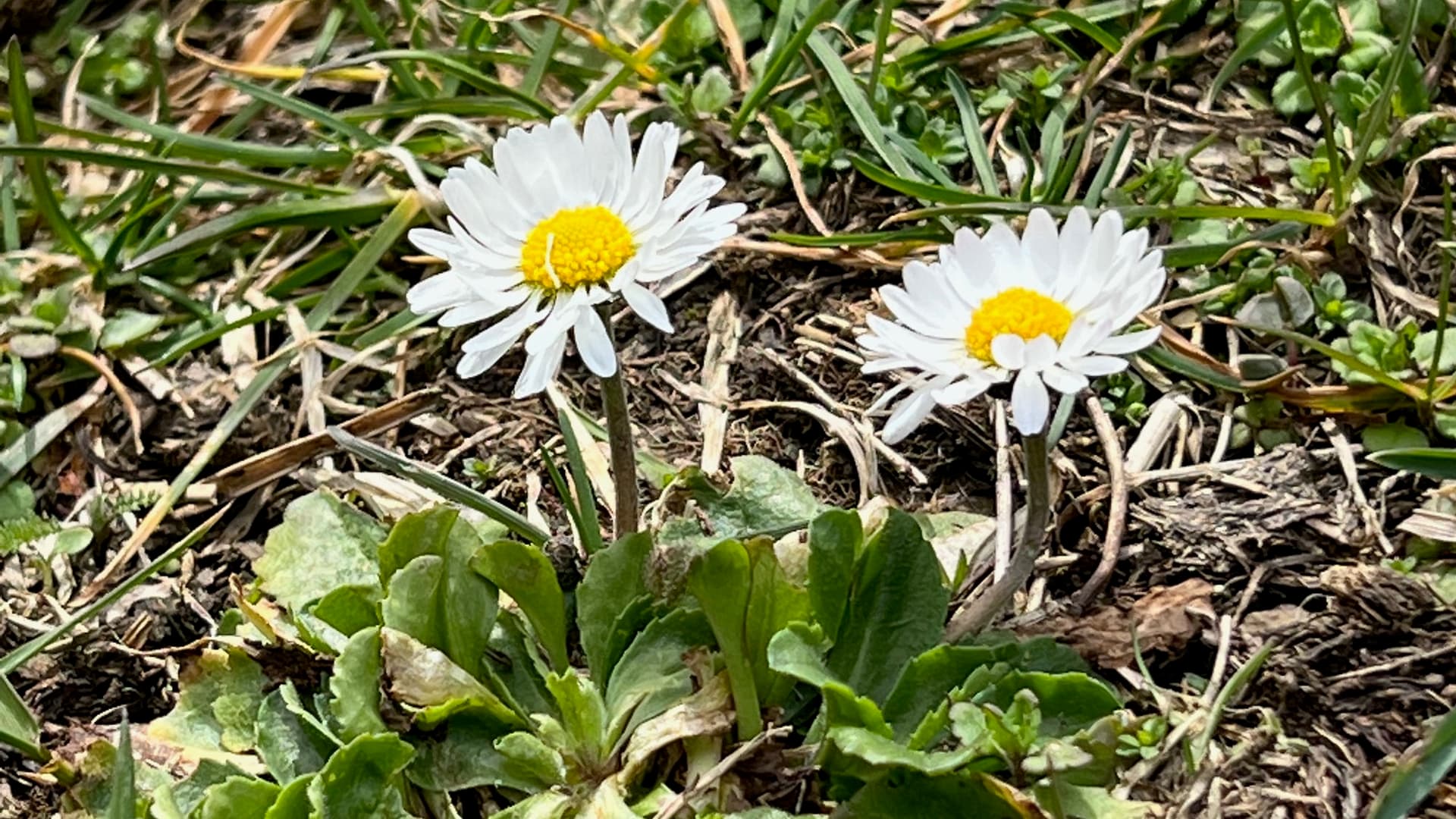 Die Urkräuter in meinem Garten - ein Mitarbeiterausflug der Stiftung Jupident