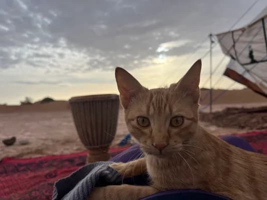 Das innere Feuer leben. Yoga und Räuchern Galeriebild 36