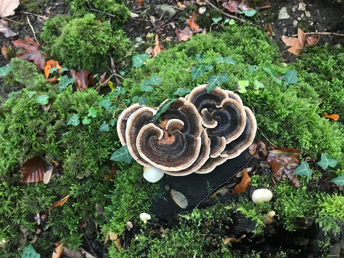 Schatzsuche in der Wildnatur Galeriebild 4