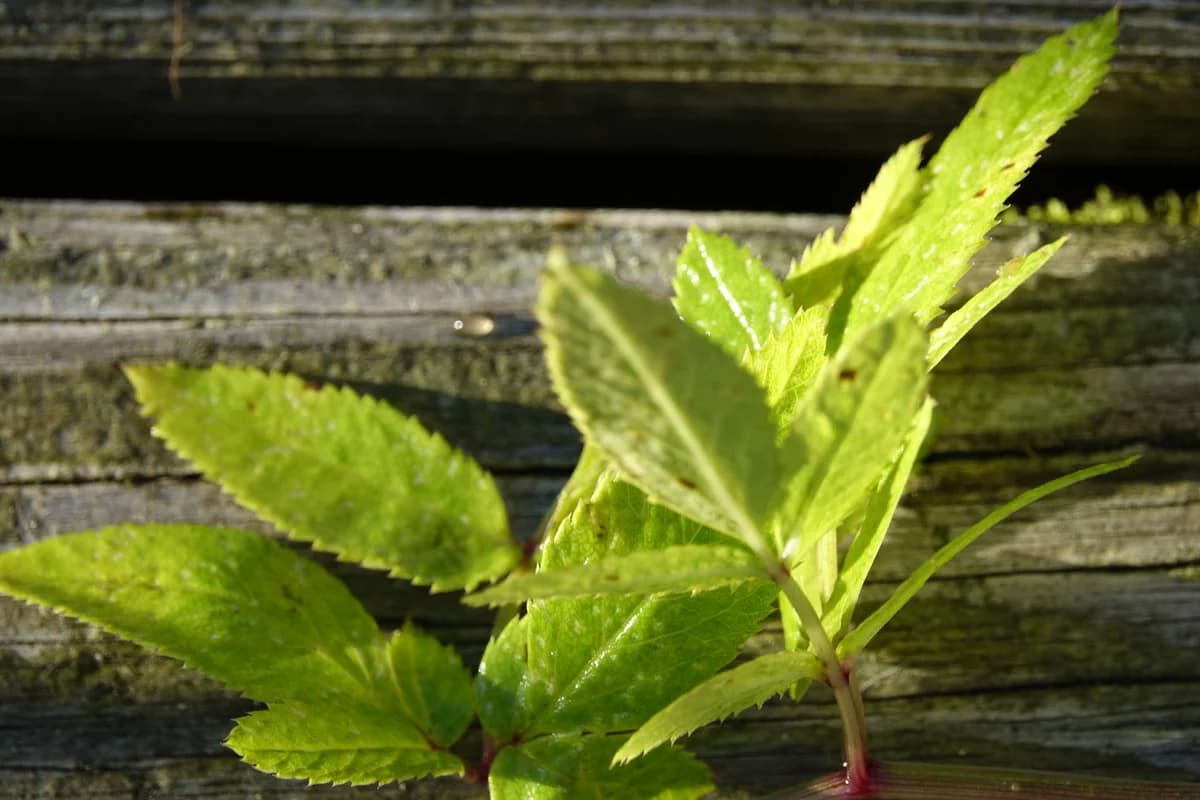 Schatzsuche in der Wildnatur Galeriebild 5