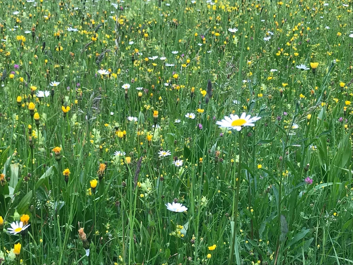 Schatzsuche in der Wildnatur Galeriebild 6