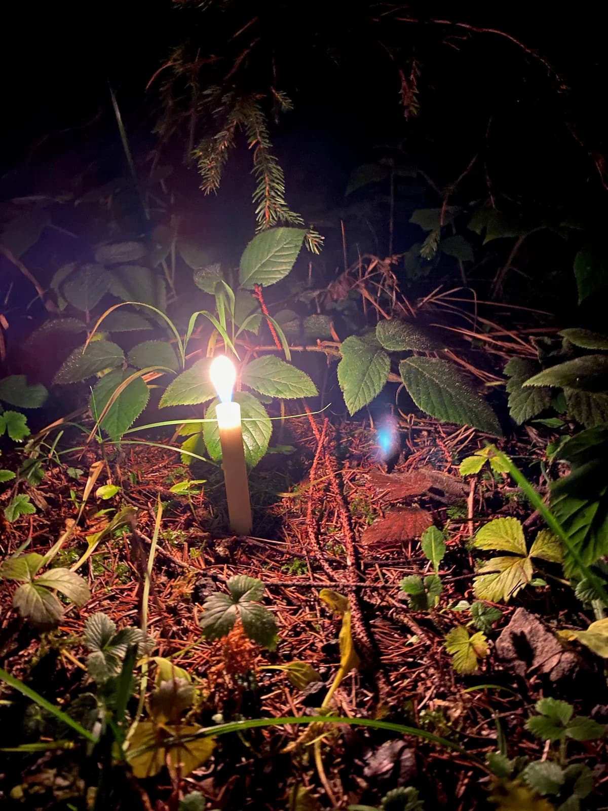 Waldadvent Galeriebild 3