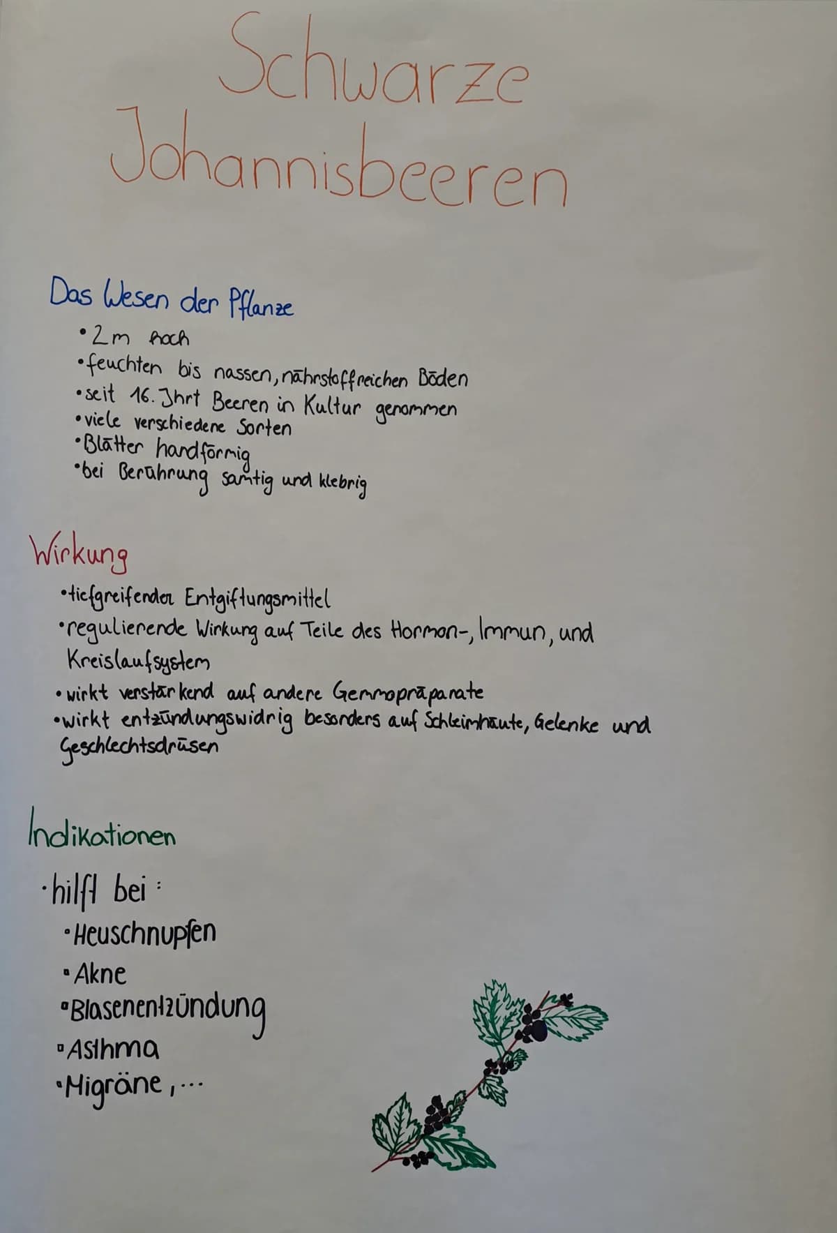 Workshop in der HLW Marienberg: Heilpflanzen - ihr Wesen, ihre Wirkung, ihre Verarbeitung ... Galeriebild 7