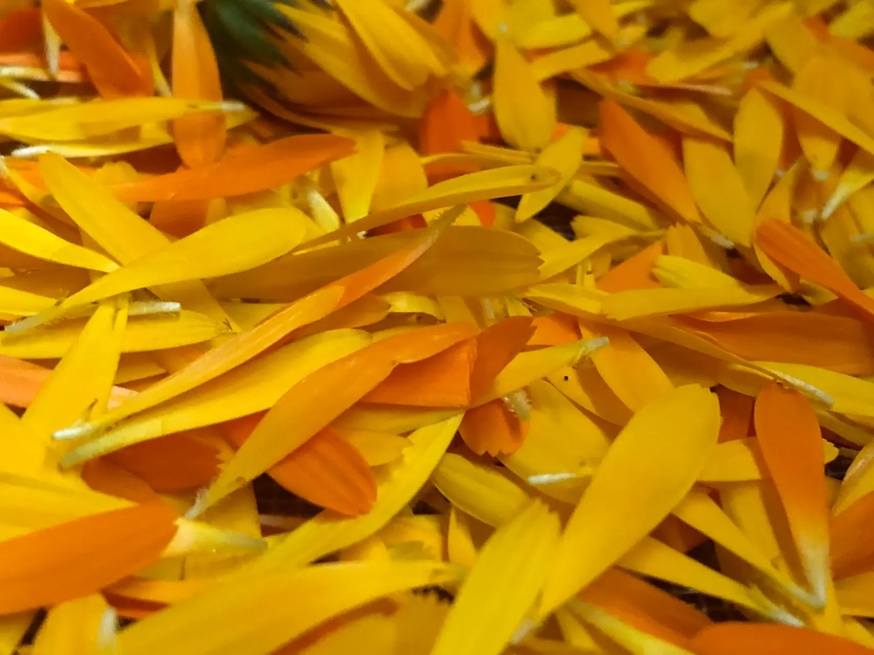 RINGELBLUMENSALBE Ansicht 2