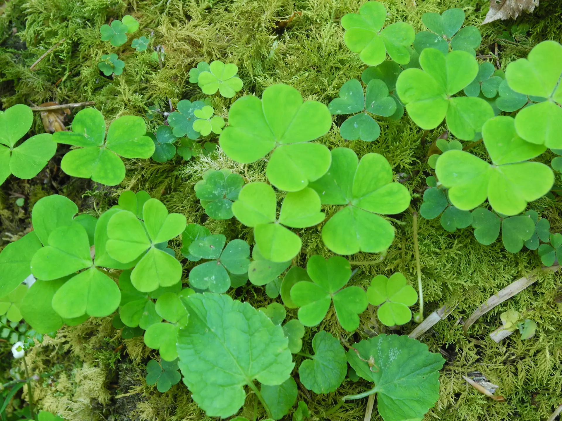 Schatzsuche in der Wildnatur