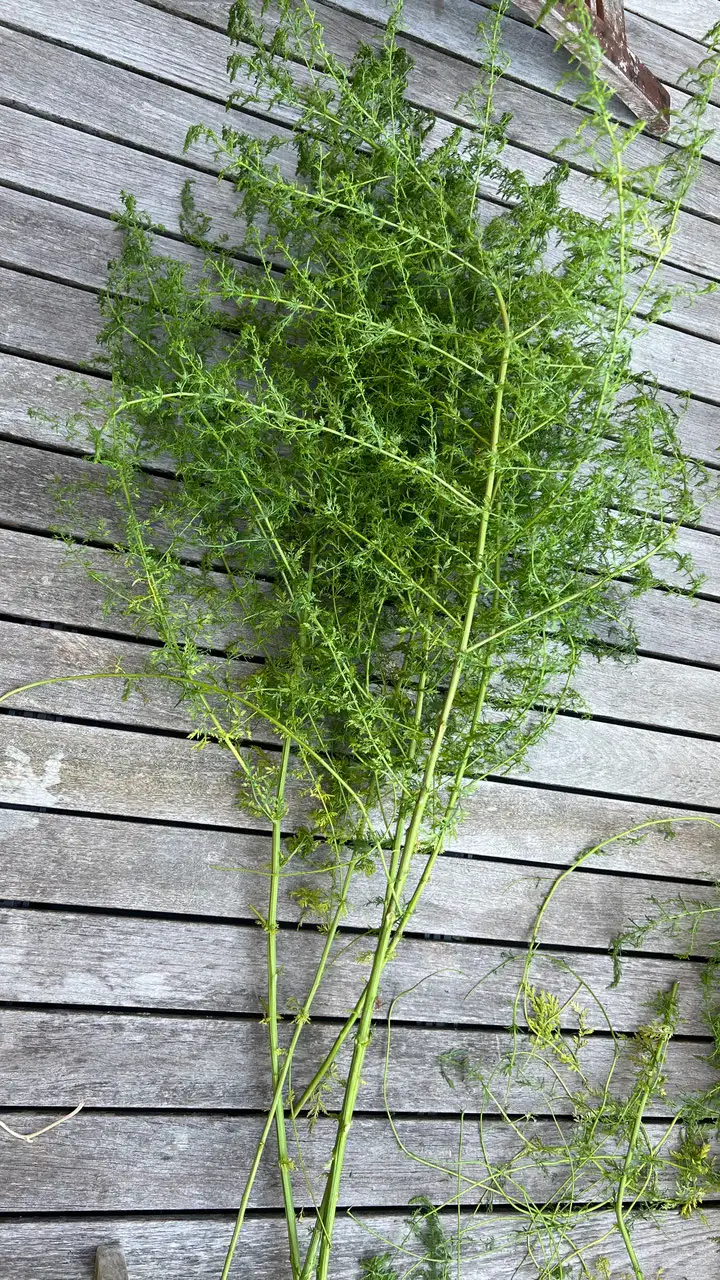 Urtinktur Artemisia Annua Vorschaubild 2