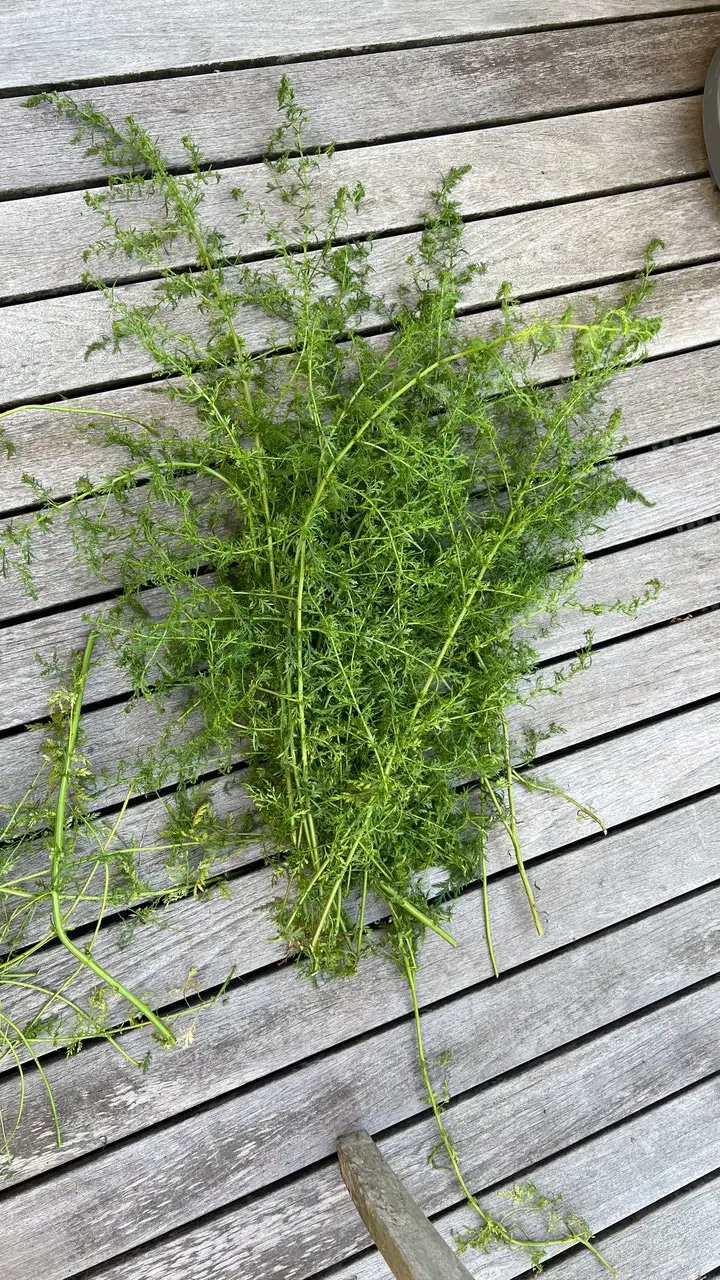 Urtinktur Artemisia Annua Vorschaubild 3