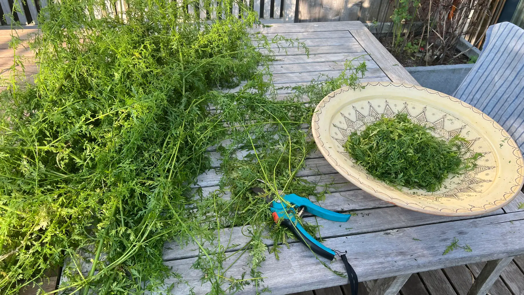 Urtinktur Artemisia Annua Vorschaubild 4