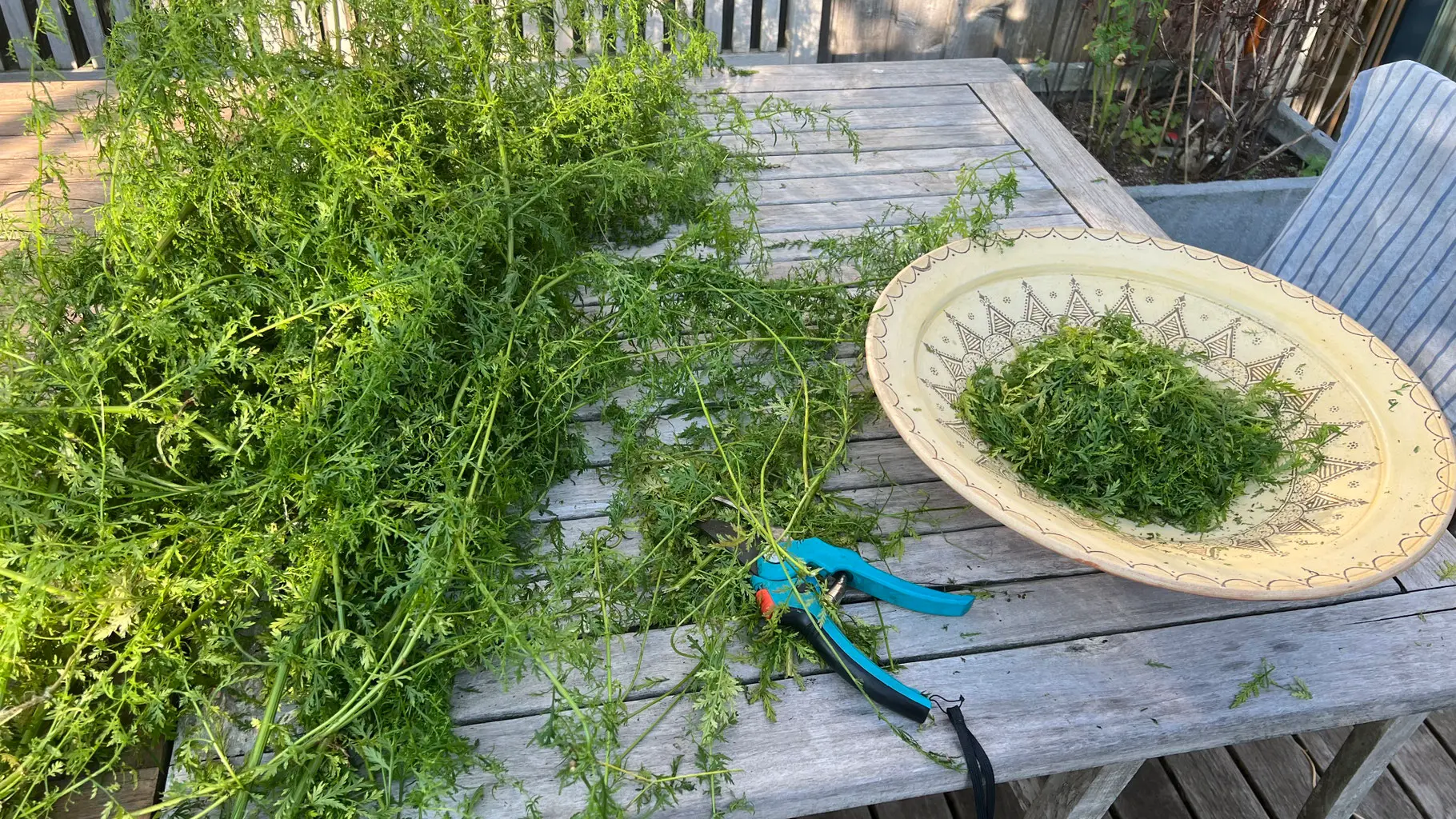 Urtinktur Artemisia Annua Ansicht 4