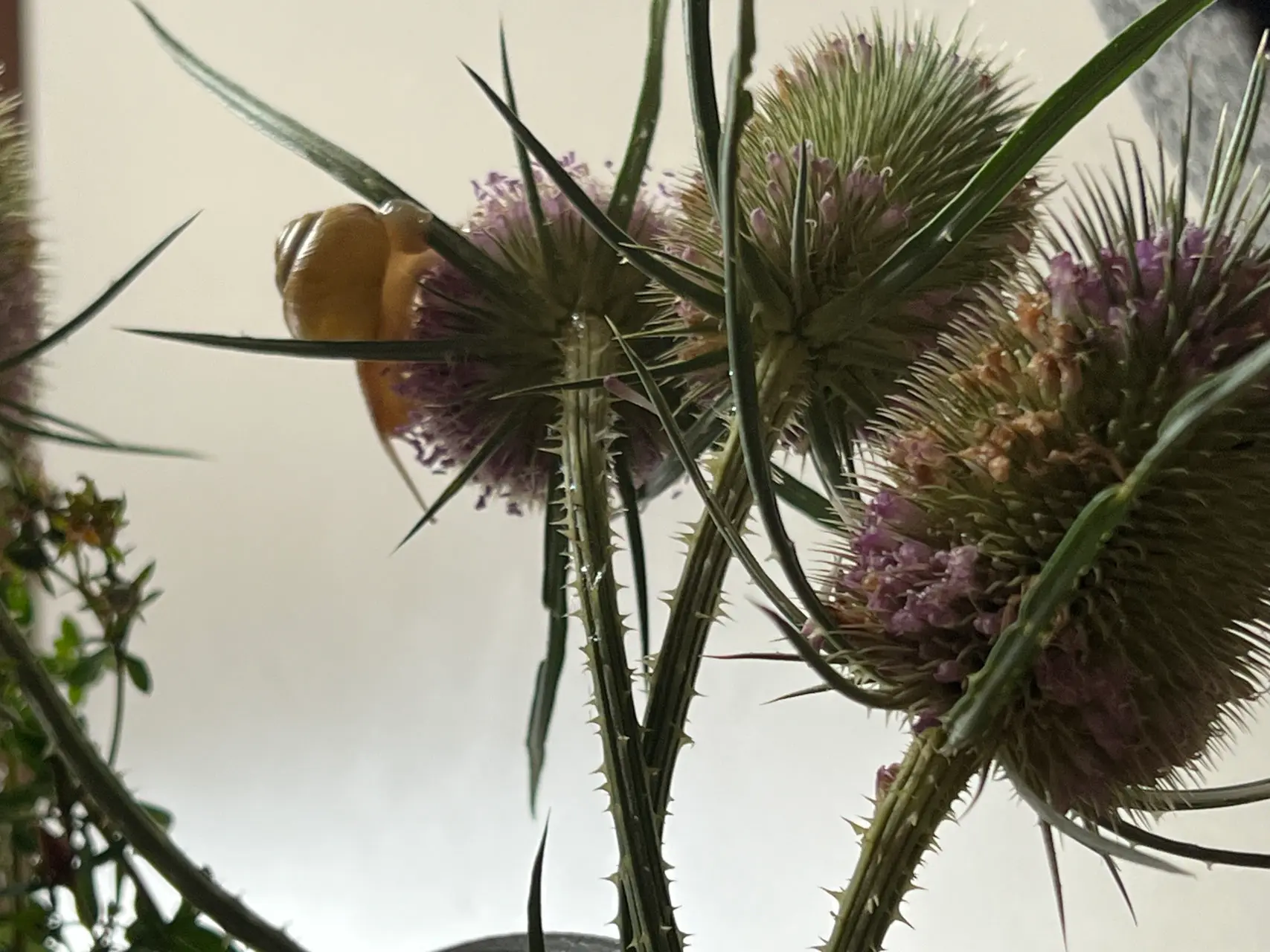Urtinktur Wilde Karde Ansicht 2