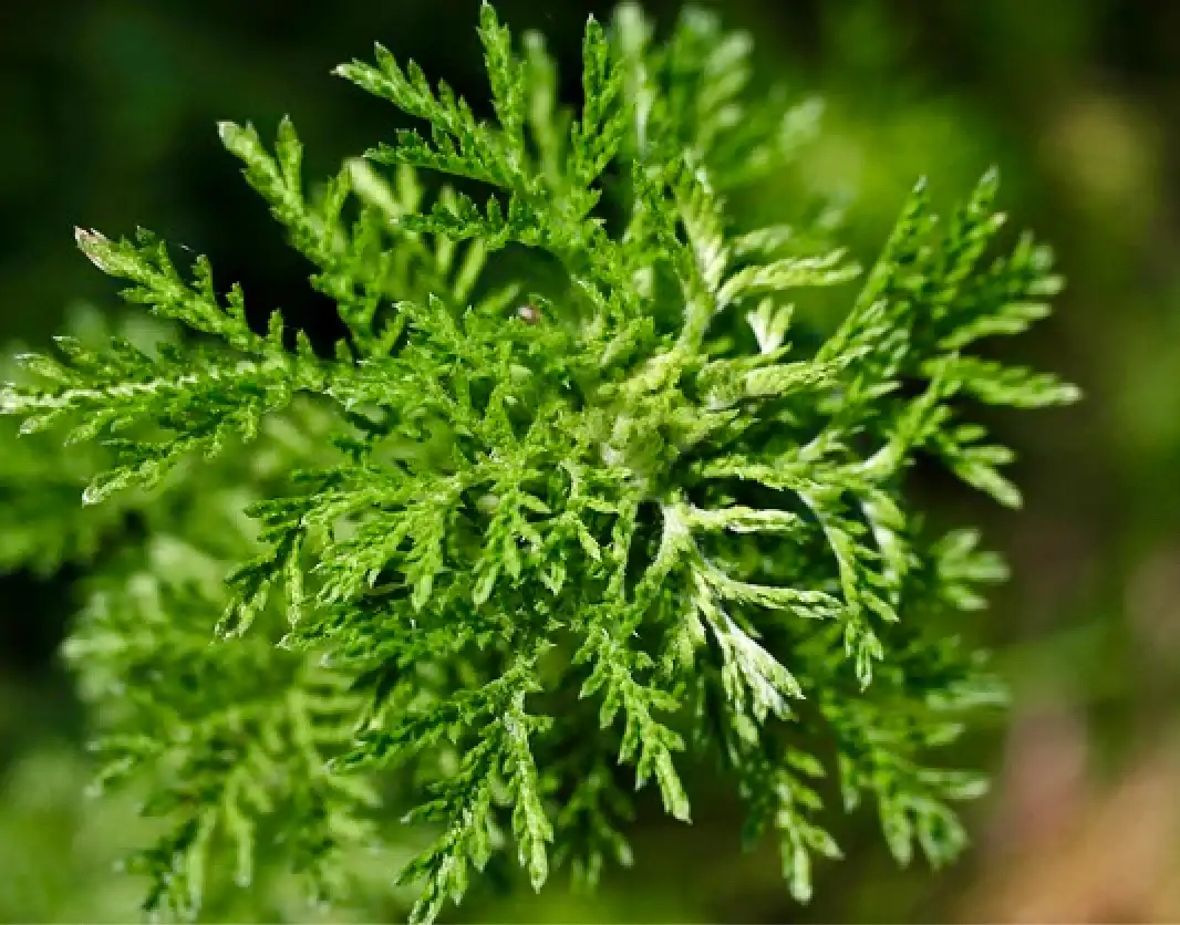 ARTEMISIA ANNUA SALBE Vorschaubild 2