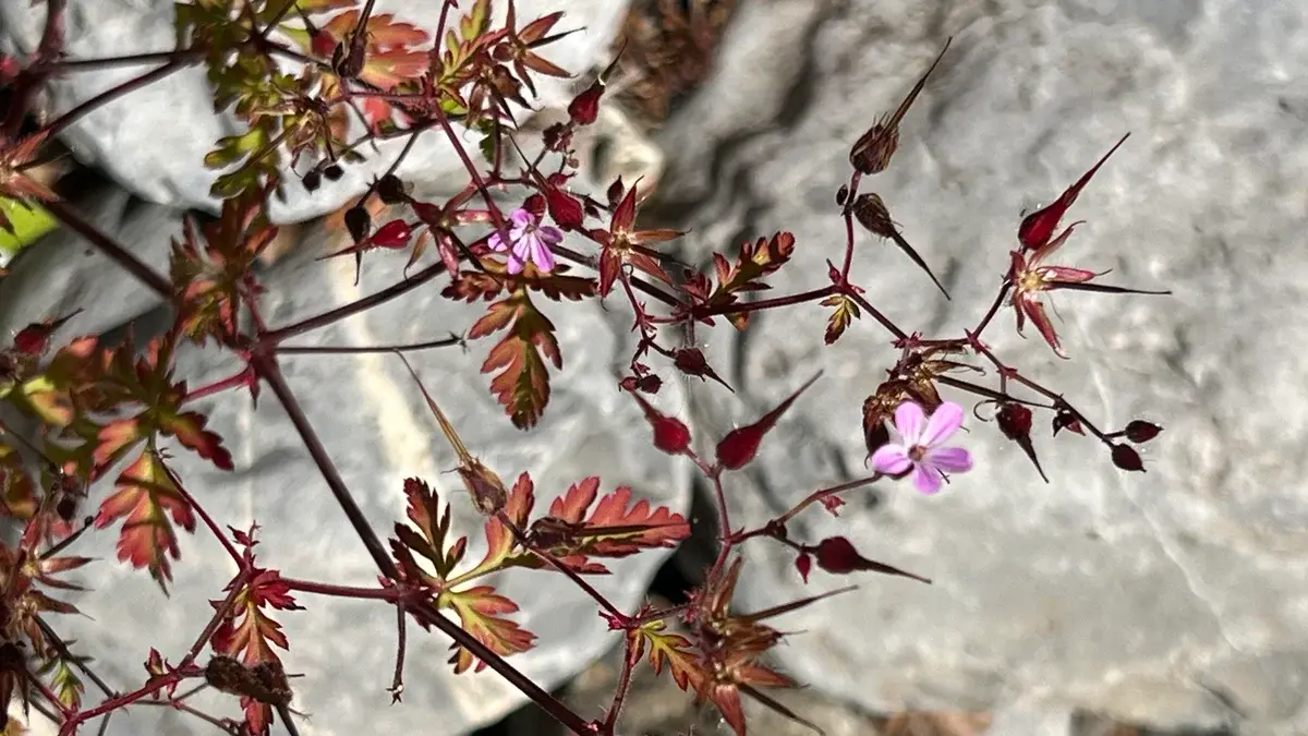 Urtinktur Storchschnabel